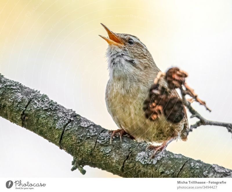 Singing Wren wren Troglodytes troglodytes troglodytes Bird Head Beak Eyes Feather Plumed Claw Grand piano Animal face Wild animal Tree Twigs and branches