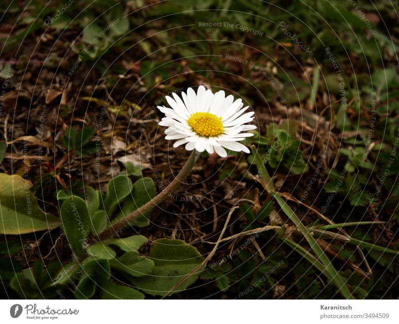 A lonely daisy in spring Flower flower Daisy Meadow flower Small Delicate Beautiful Spring Summer leaves Green stalk petals White stamens Yellow