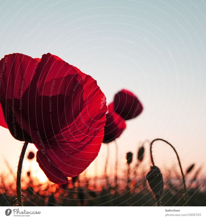 poppy love poppy flower Evening Landscape Poppy Poppy blossom poppies flowers bleed fragrant Fragrance Summer spring Back-light Sunset Sunlight Field Meadow