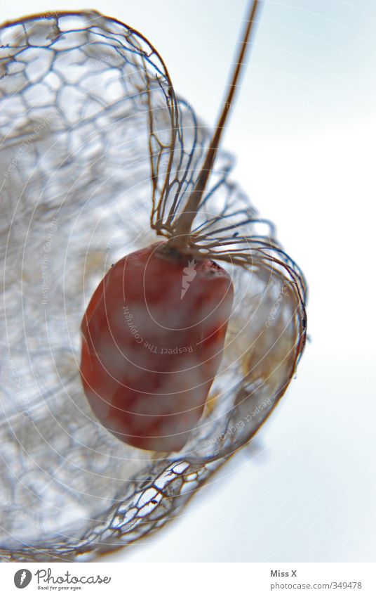 physalis Food Fruit Nutrition Blossom To dry up Exotic Dry Physalis Chinese lantern flower Rachis Skeleton Colour photo Subdued colour Close-up