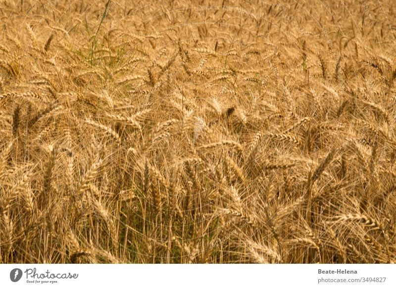 harvest maturity ready for harvesting Ear of corn Wheatfield Field Agriculture Grain Agricultural crop Cornfield Harvest Summer Growth Exterior shot