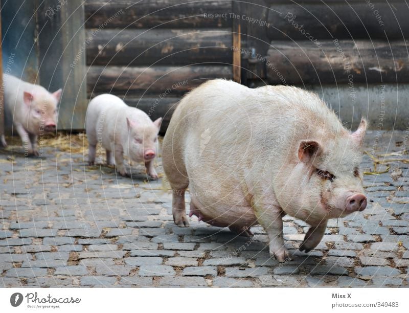 pig march Farm animal 3 Animal Group of animals Herd Baby animal Animal family Dirty Emotions Moody Protection Safety (feeling of) Agreed Together Family outing