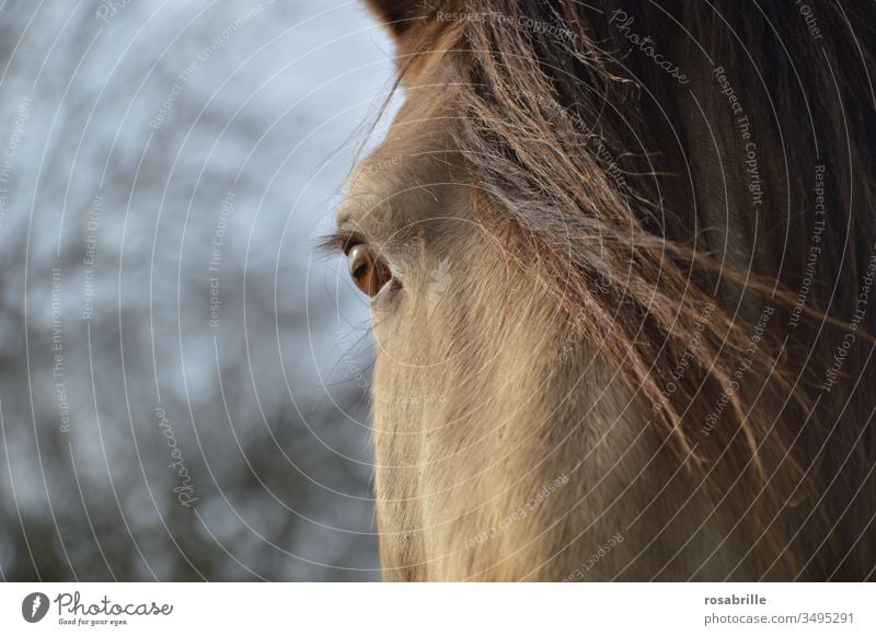 Illusion | Horse eyes see the world differently than we see it horses Horse's eyes Eyes Close-up detail Animal Pet Mount Living thing Mane look Looking Optics