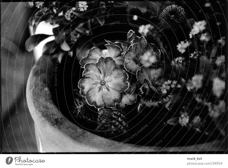 flower pot Flower Flowerpot Gray scale value Pot Things Black & white photo depth blur