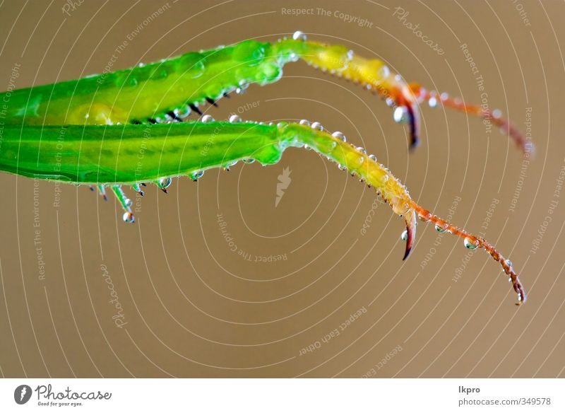 Mantis Religiosa and her two paws Paw Drop Brown Green Red Colour lkpro natura colori rosso verde marrone insetto Insect zampe mantide mantoidei artigli Prey