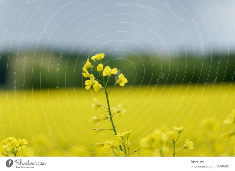 Rapeseed (Brassica napus) Nature Plant Spring Canola field Oilseed rape flower Yellow Green Schleswig-Holstein Agriculture Exterior shot Blossom Field