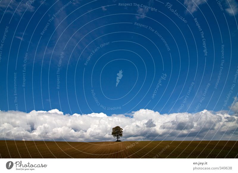 Low pressure? Agriculture Forestry Landscape Plant Earth Sky Clouds Spring Climate Climate change Weather Beautiful weather Bad weather Tree Field Growth