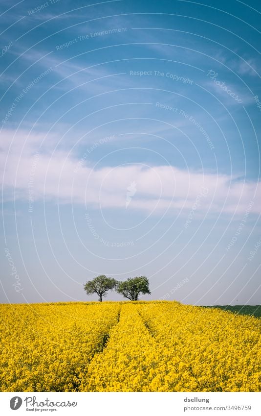 A rape field and two trees under a blue sky with light clouds Canola Canola field Yellow Field fields Blue sky Clouds spring Sky Nature Landscape Agriculture