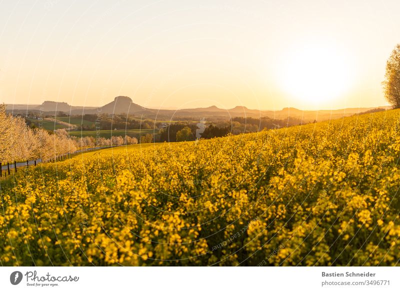 Sunset in Saxon Switzerland, The rape field glows magnificently Canola field Exterior shot Landscape Nature Multicoloured Plant Heaven Pinwheel Colour photo