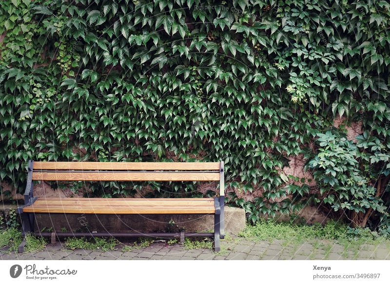 Empty park bench Park bench unmanned Bench Deserted Day Calm Loneliness Seating Wood Wooden bench Colour photo Exterior shot Copy Space top Break Relaxation
