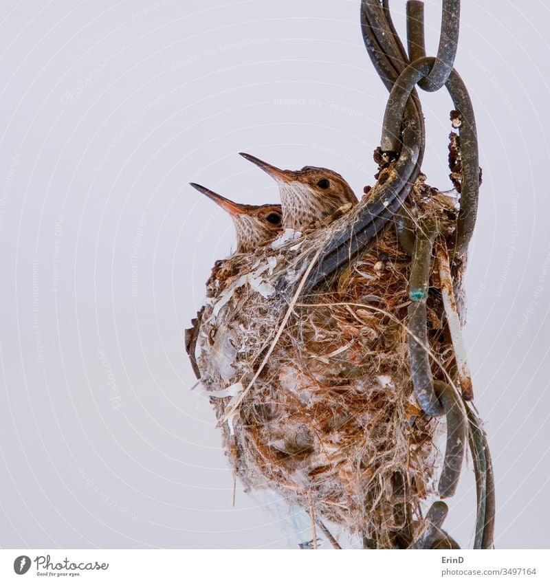 Pair of Baby Hummingbirds in Nest Close Up hummingbird hummingbirds fledgling wild animal animals wildlife babies baby nest young juvenile siblings beaks