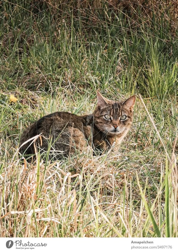 Cat in the grass feline Cat's head Cat eyes cats Cat's ears Grass Grassland Meadow stray cat strays Wild cat Looking into the camera Animal Pet Animal portrait