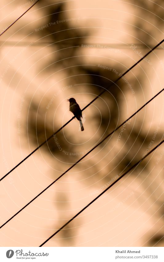 Bird on telephone Wire Telephone line Nature Animal Exterior shot