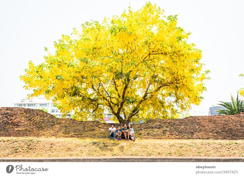 Family sitting under a huge yellow Handroanthus chrysanthus tree in full bloom silhouette adult male back sea daddy healthy walk cheerful parent day dream