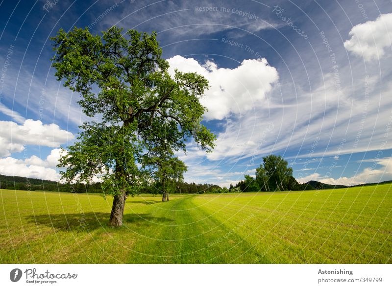 TREE Environment Nature Landscape Plant Air Sky Clouds Horizon Spring Weather Beautiful weather Warmth Tree Grass Leaf Foliage plant Meadow Field Forest Hill