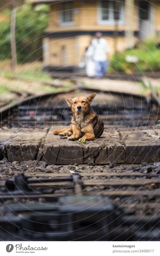 Lonley stray dog lying the railroad tracks. puppy pet railway rails animal cute abandoned lonely small stare train waiting journey nature loneliness alone