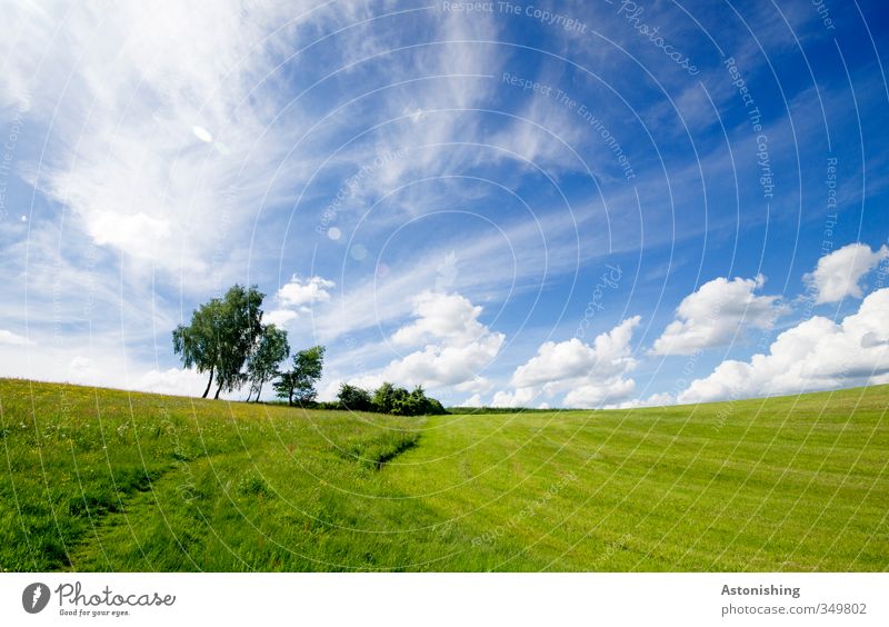 On the horizon Environment Nature Landscape Plant Air Sky Clouds Horizon Spring Weather Beautiful weather Warmth Tree Flower Bushes Leaf Foliage plant Meadow