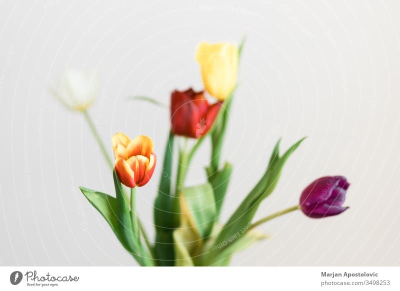 Beautiful multicolored tulips in a vase on white background arrangement banquet beautiful beauty bloom blooming blossom bouquet bulbous bunch colorful copy
