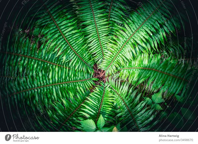 Beautiful green fern pattern from above nature macro closeup plant plants ferns growing structure forest travel symmetrical beautiful colorful
