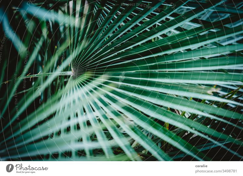 Green leaf of a palm tree Leaf Structures and shapes jungles jungle book Green thumb Botany botanical Botanical gardens Plant Part of the plant Palm tree
