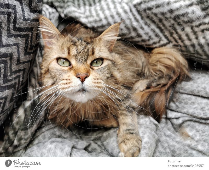 Purrrrrr! - or my cat, who once again made himself comfortable under my blanket. Cat Maine Coon Pelt Fluffy Longhaired cat purebred cat feline pets White