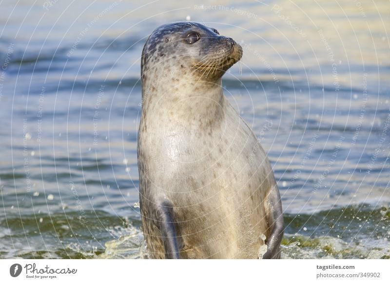 Jump! Sea lion Seals Mammal Animal North Sea Gray seal Water Ocean Nature Card Northern Germany Idyll jump up Curiosity Watchfulness Vacation & Travel