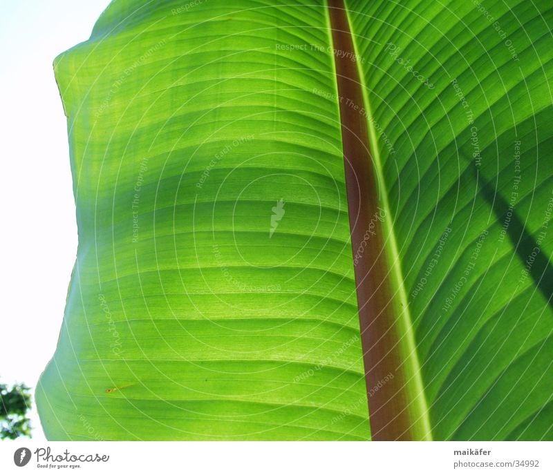 banana leaf Banana leaves Leaf Light Transparent Green Brown Visual spectacle Summer Vacation & Travel Palm tree banana plant Sun Shadow