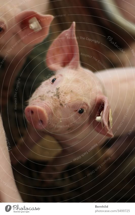 Piglet looks right at you. Pig head Pig's ear Animal portrait Baby animal Pink Swine Pig's snout pigsty Love of animals Animal face Livestock breeding