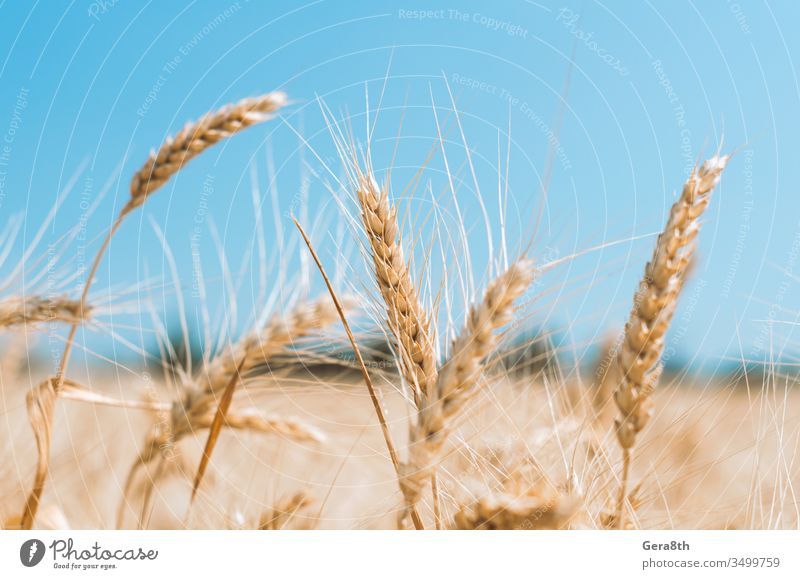 spikelets of wheat on a field on a farm against the backdrop of a clear blue sky agrarian agricultural agriculture agronomy background clean climate color crop