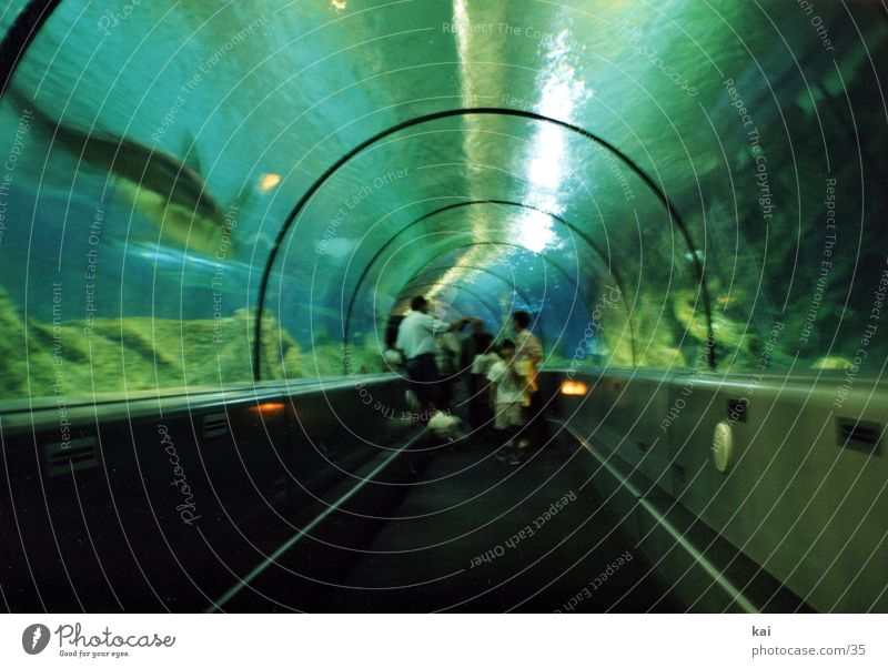 sharks Shark Aquarium Photographic technology Underwater aquarium Underwater photo Tunnel Visitor Central perspective Fascinating Thorough Round