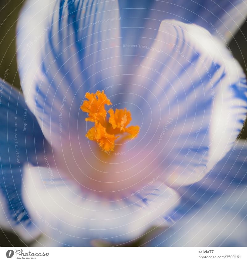 white-blue, open crocus flower with orange pistil Flower Blossom Spring Spring flowering plant Stamp Fragrance blossom Garden Nature Plant Deserted