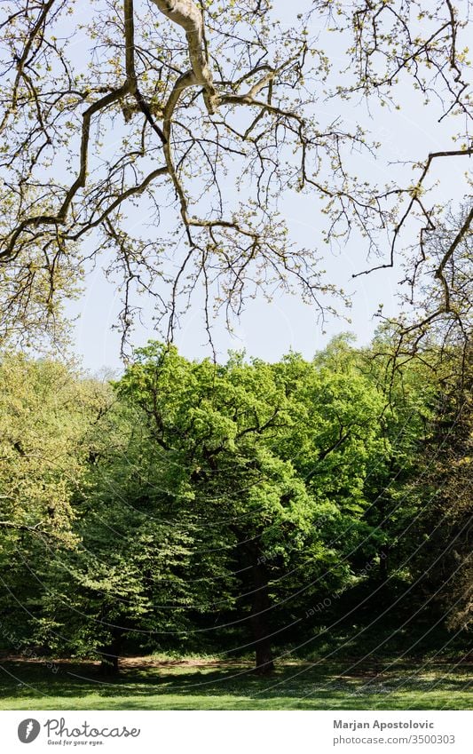 Lush green trees in the park in springtime background beautiful blue botany branch bright day eco ecology environment europe flora foliage forest fresh greenery
