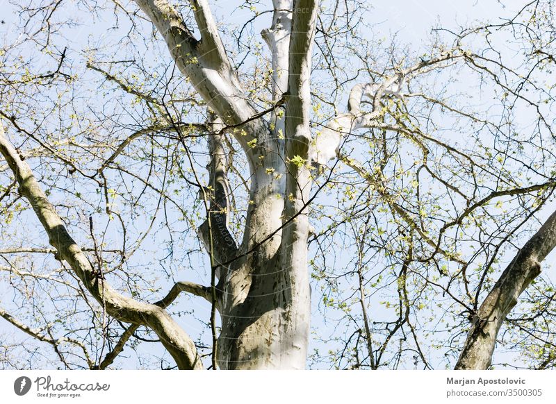 Plane tree top from a low angle beautiful big botany bottom branch canopy crust day eco ecology environment flora foliage forest green growing growth high huge