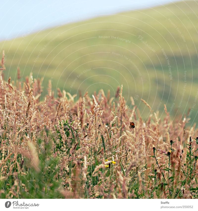 Summer in Scotland Scottish Scottish summer Nordic Nordic nature Scottish countryside Summer in the north Nordic plants Nordic wild plants Scottish weather Hill