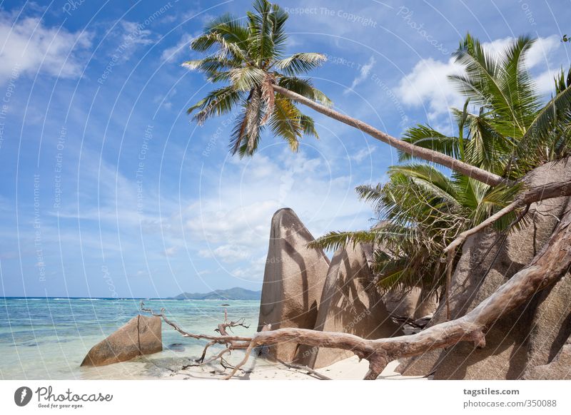 LA DIGUE, SEYCHELLES La Digue Seychelles Beach Sand Palm tree Ocean Vacation & Travel Travel photography Idyll Paradise Heavenly Paradisical Africa Granite
