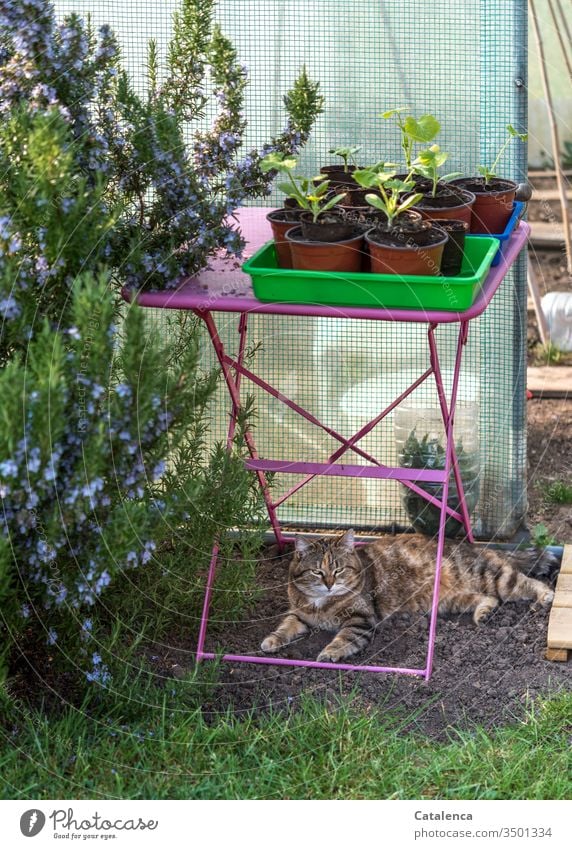 The rosemary flowers, the cat dozes under the pink garden table on which the pots with the young zucchini plants are placed Spring Beautiful weather