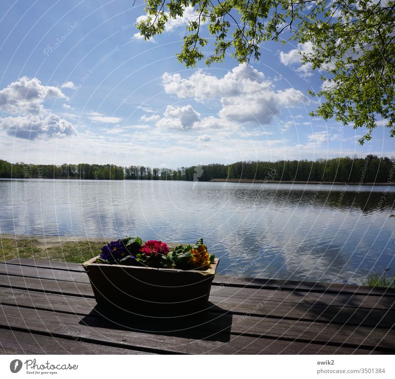 go a bit wrong Lake Horizon Window box flowers Sky Clouds Forest Tree Water reflection Table Wood Simple Sunlight Nature Landscape Exterior shot Panorama (View)