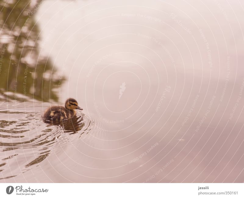 free float 1 Animal Water Adventure Discover Nature Curiosity Duck come of age chicken wild Mallard Colour photo Exterior shot Copy Space right