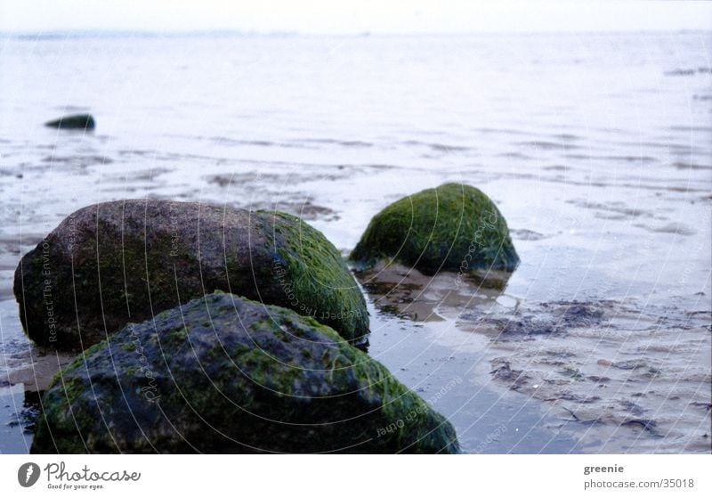 Baltic_beach_1 Algae Beach Ocean Calm Wet Stone Water Earth Sand Close-up