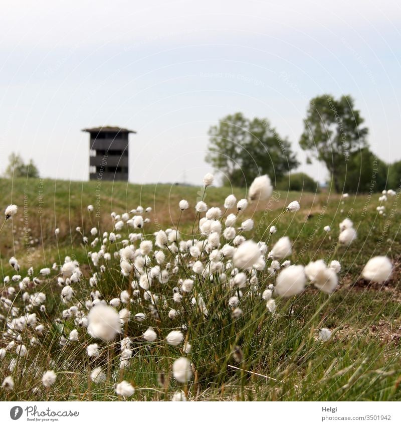 cotton grass is blooming in the bog, in the background a lookout tower and trees in front of a blue-grey sky Bog Cotton grass Plant Nature Grass Wild plant