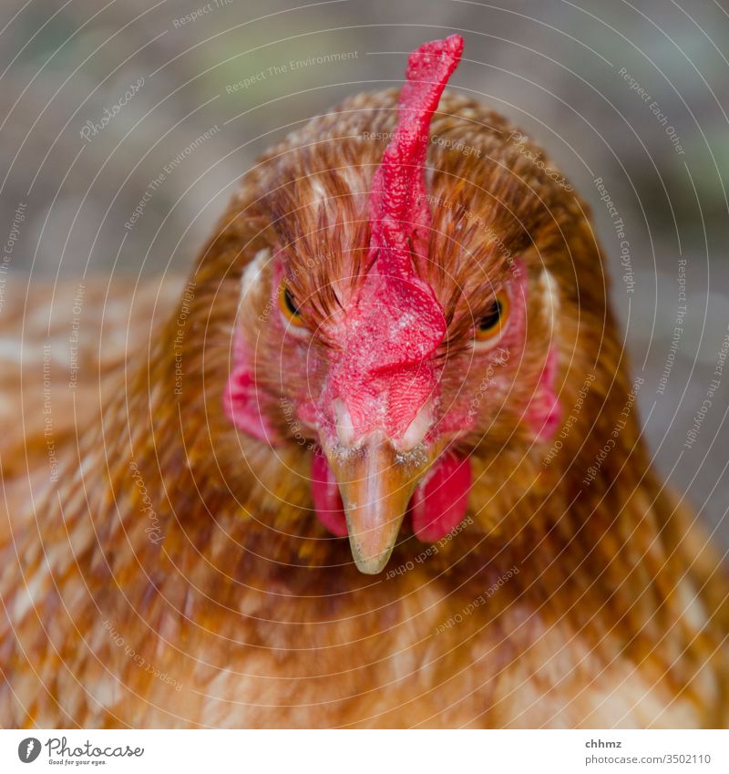 Angle chicken hen Colour photo Barn fowl birds Exterior shot Pet Animal portrait Feather Poultry Beak Agriculture Comb Free-range rearing Farm Brown