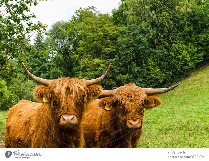 Two Scottish highland cattle on a green meadow agriculture angus animal barn beef bovine breed britain brown bull calf close closeup coat country cow cows cub