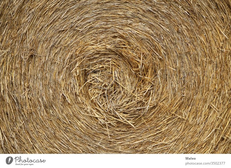 The texture of the pressed straw roll close-up agriculture background dry farming grass hay closeup natural nature organic season harvesting wheat agricultural