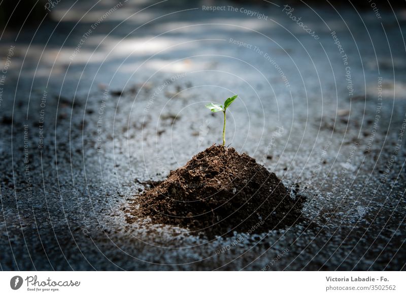 Sprout growing on concrete as a metaphor adversity asphalt background beginning break challenge change concept crack development earth ecology endurance
