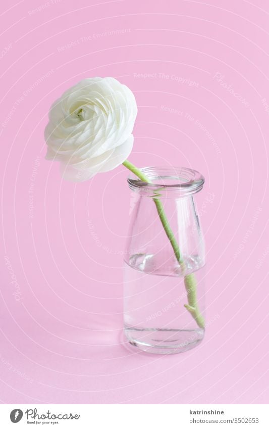 Spring composition with a white flower in a glass jar  on a light pink background ranunculus rose water romantic pastel soft color close up concept creative day