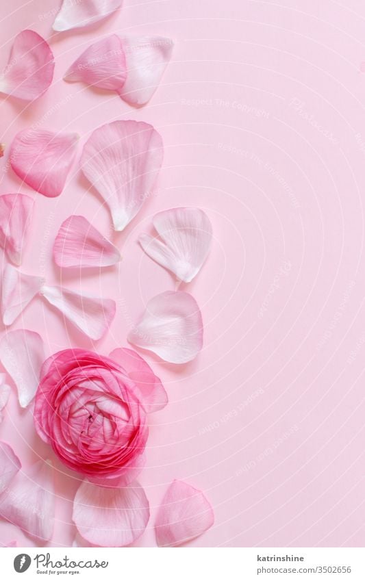 Pink ranunculus flowers and petals on a light pink background - a Royalty  Free Stock Photo from Photocase