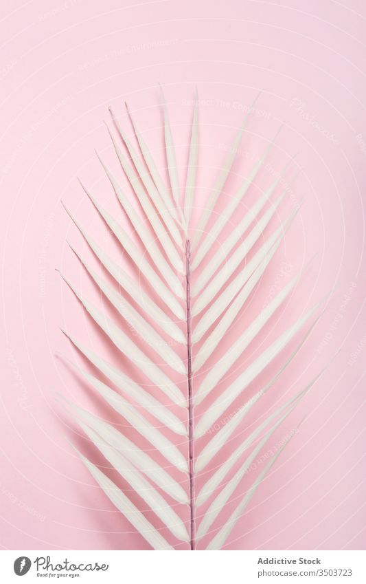 Tropical plant leaf on pink background - a Royalty Free Stock ...