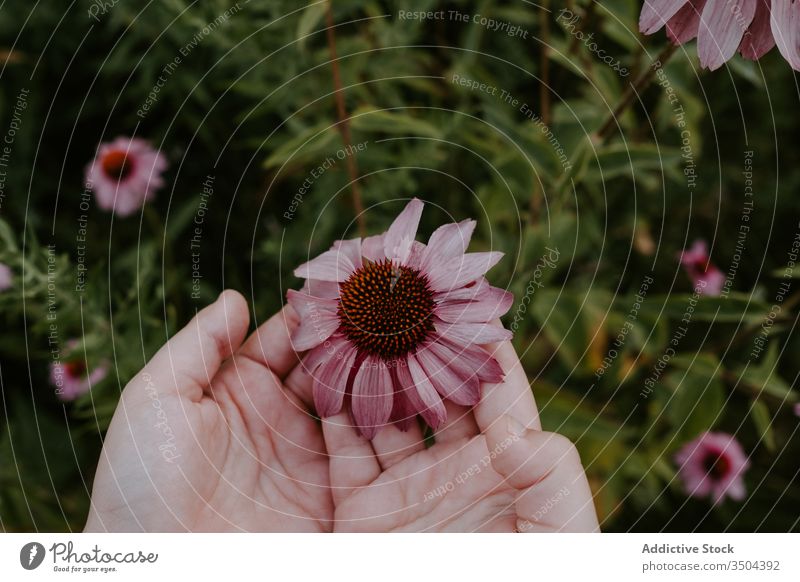 Woman touching blooming flower in garden woman summer fresh blossom nature hand coneflower echinacea flora season aroma botany green tender park delicate red