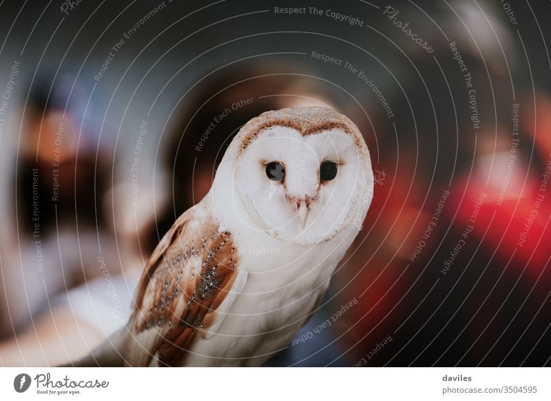 Owl portrait with people background during an exhibition. owl barn animal wild bird alba white tyto wildlife predator view looking front watching feather beak