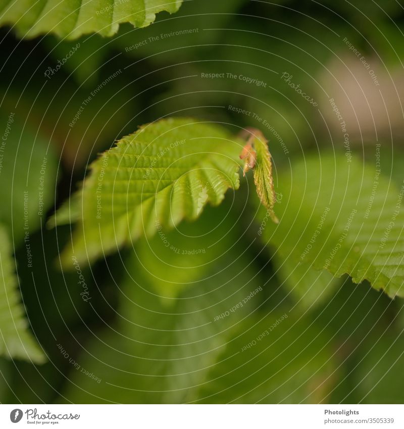 beech leaf Beech tree Leaf Close-up Macro (Extreme close-up) Nature Tree Plant Blur Deserted Detail Colour photo Green Day Natural Beech leaf Growth